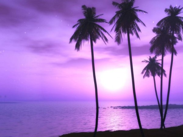 Майами пальмы закат