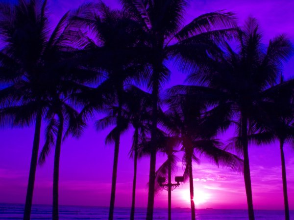 Фиолетовые пальмы