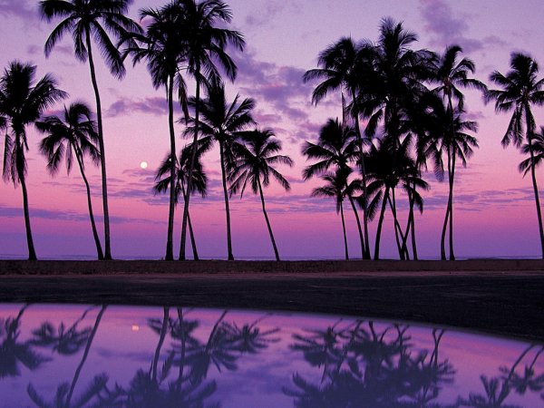 Пальмы на закате