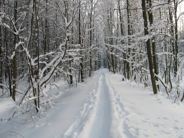 Тропинка в зимнем лесу
