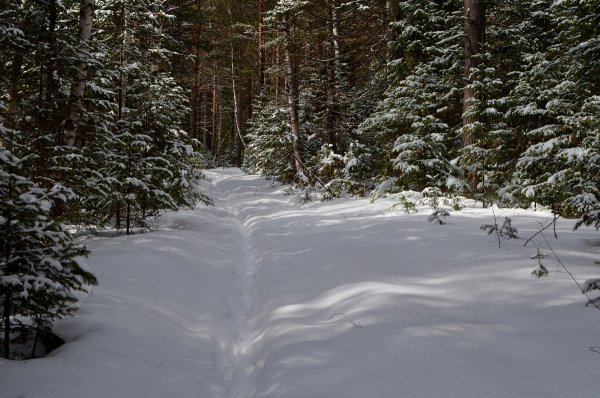 Зимние Лесные дорожки