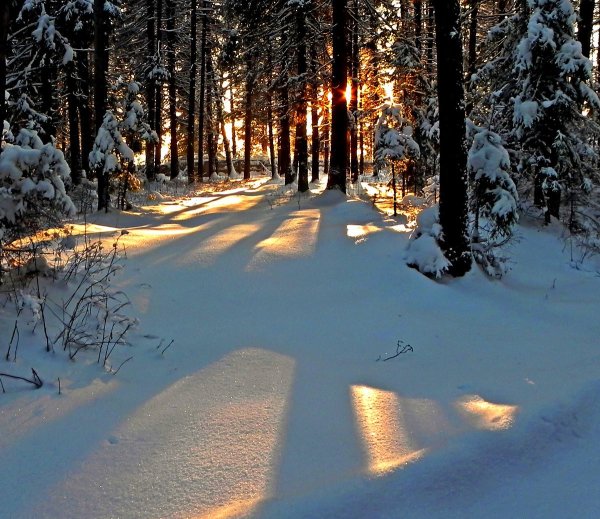 Зимний лес вечером