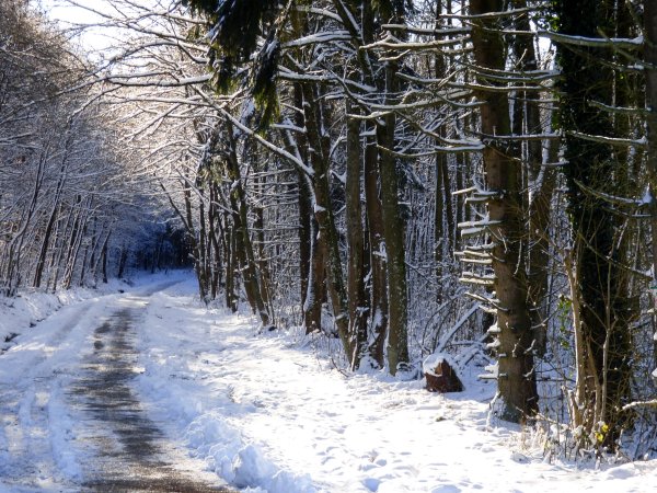 Тропинка в зимнем лесу