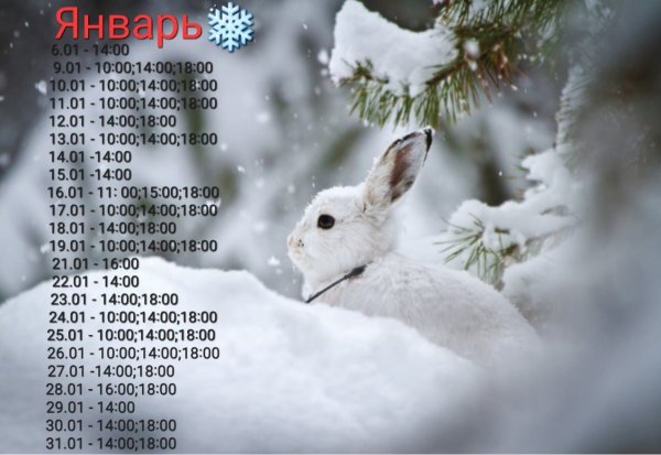 Зайчик на снегу