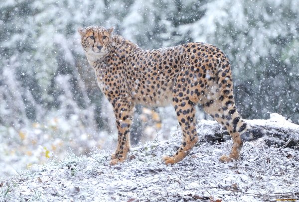 Сибирский гепард