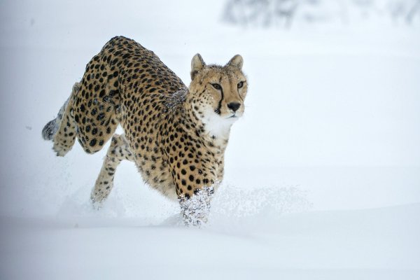 Снежный гепард