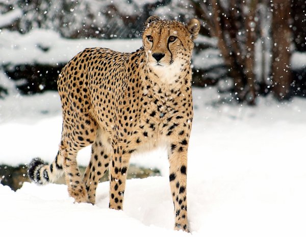 Снежный гепард