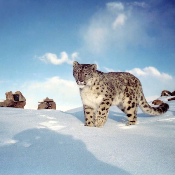 Ирбис Байкальский