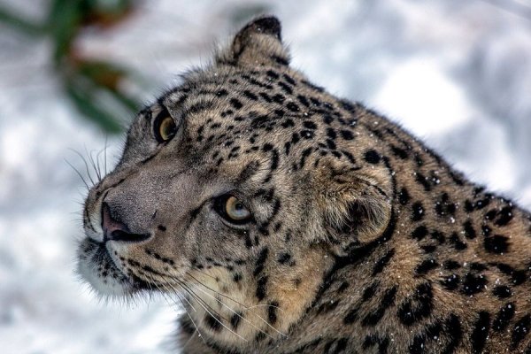 Леопард в снегу