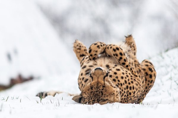 Гепард в снегу