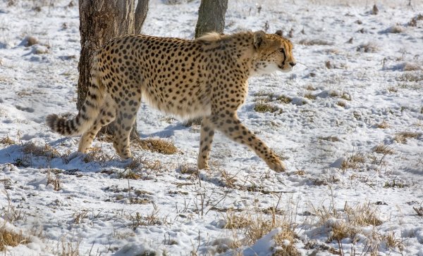 Снежный гепард