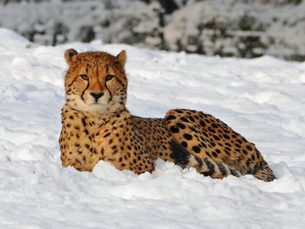 Дальневосточный леопард зимой