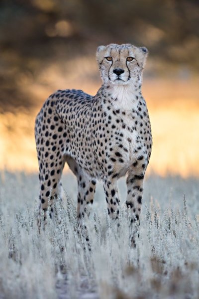Королевский гепард альбинос