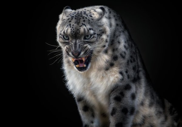 Снежный Барс оскал