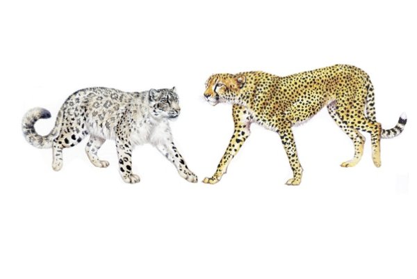 Барс леопард гепард