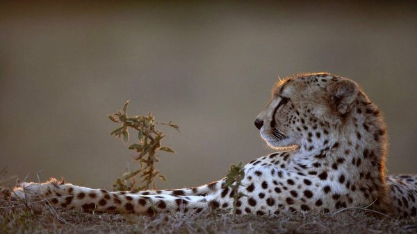 Обои под животных