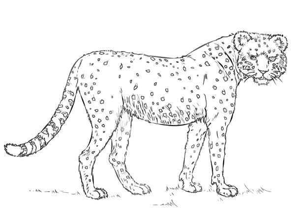 Раскраска гепард