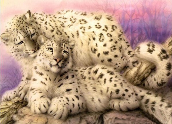 Снежный Барс и леопард
