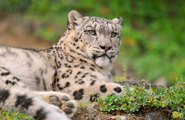 Лев тигр гепард леопард Ягуар снежный Барс