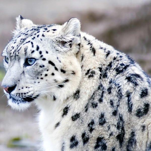 Шиншилловый гепард