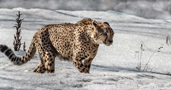 Сибирский гепард