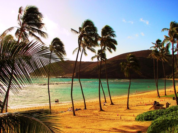 Hanauma Bay Гавайи пальмы