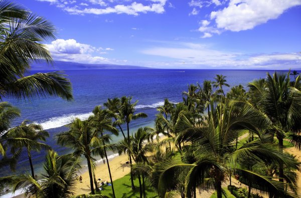 Hanauma Bay Гавайи пальмы