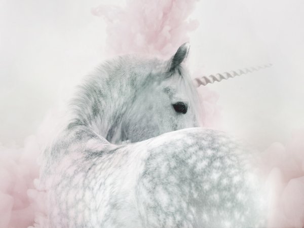 Обои Единорог