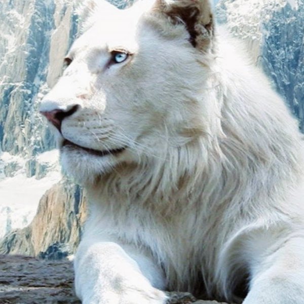 Тибетский снежный Лев