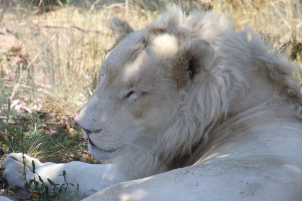 Белая львица
