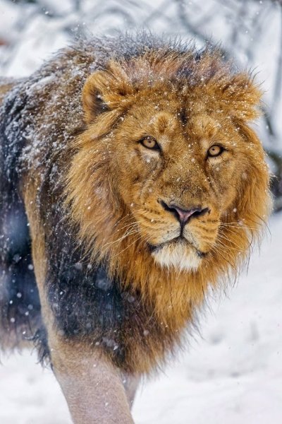 Лев зимой