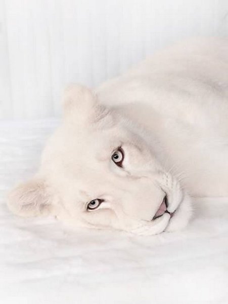 Пума альбинос