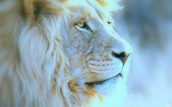 Снежный Лев фото
