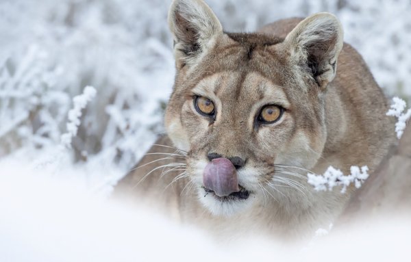 Горный тигр Пума