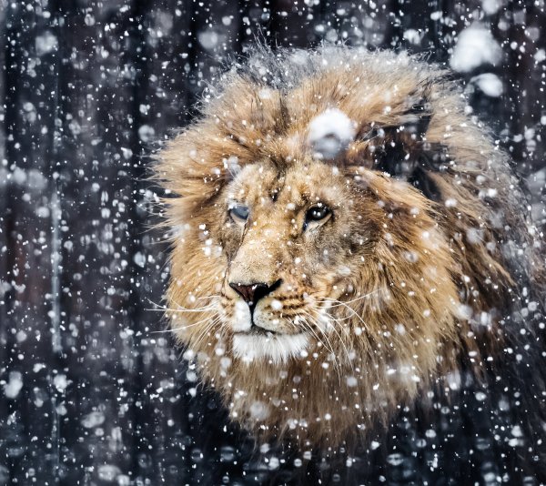 Лев новый год