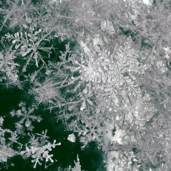 Морозные снежинки