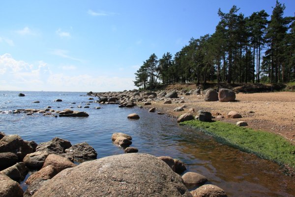 Финский залив Зеленогорск природа