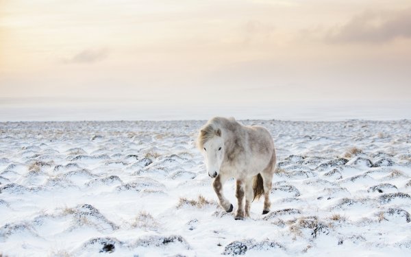 Тундра зимой животные