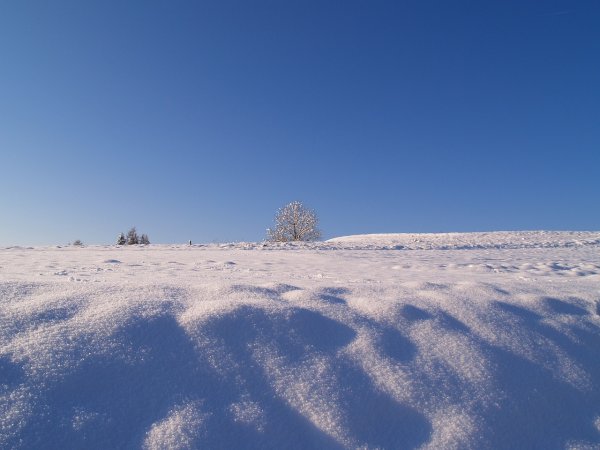 Заснеженная тундра