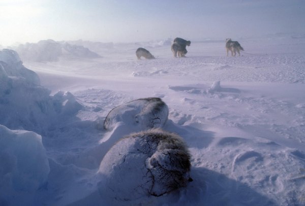 Тундра снег