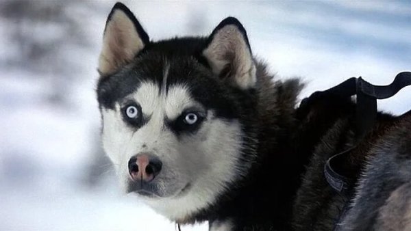 Снежные псы фильм 2002