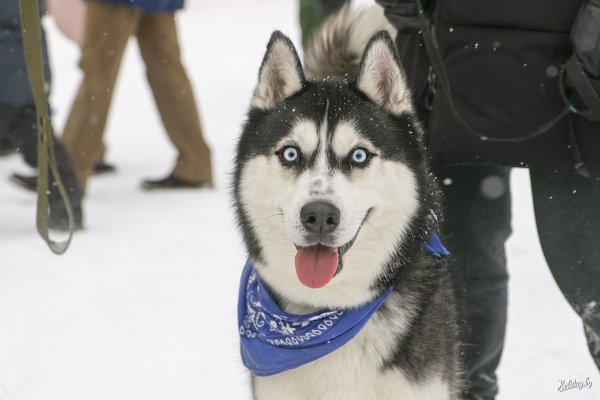 Снежные псы (2002)