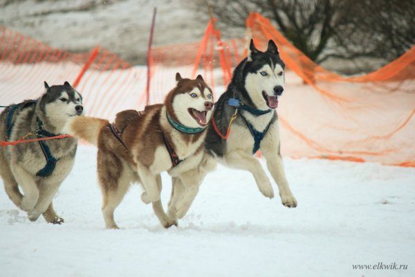 Снежные псы Джек Гром