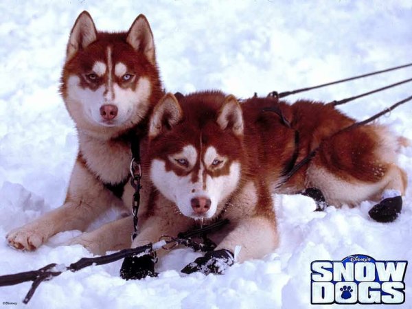 Снежные псы (Snow Dogs)