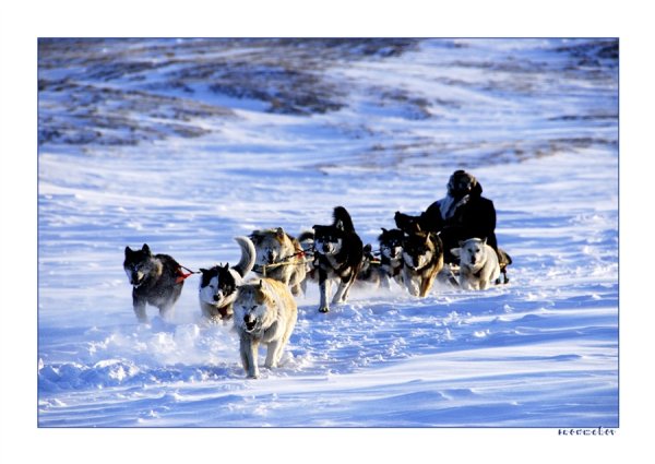 Снежные псы Полева