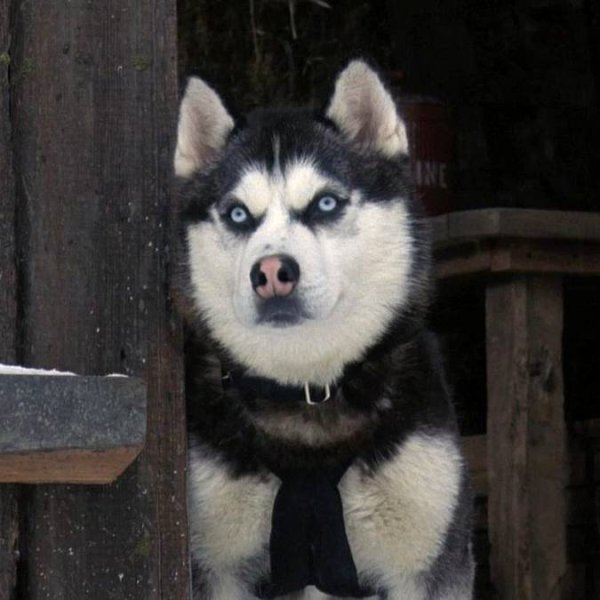 Породы собак в фильме снежные псы