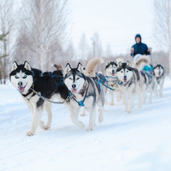 Хаски центр Аквилон в Челябинске