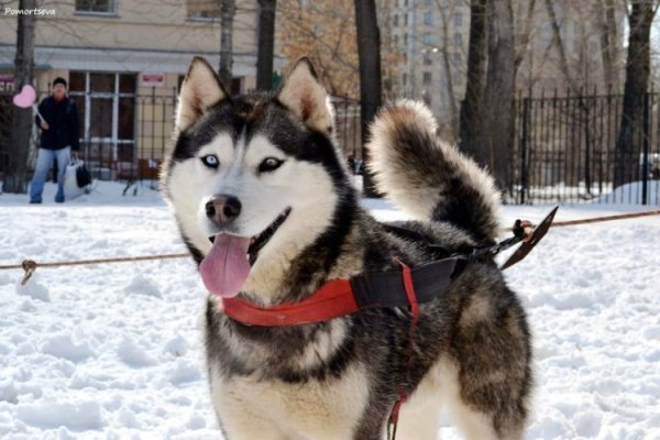 Клички из фильма снежные псы