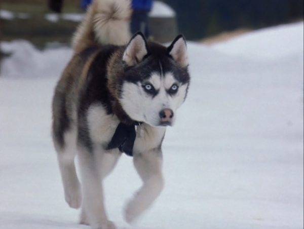 Снежные псы пес демон