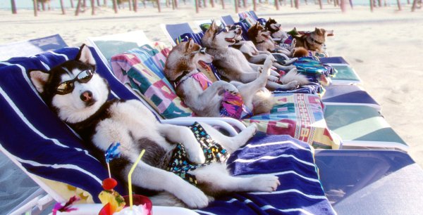 Хаски на пляже